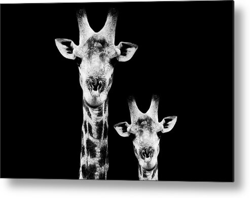 Wild Animals Metal Print featuring the photograph Safari Profile Collection - Portrait of Giraffe and Baby Black Edition I I I by Philippe HUGONNARD