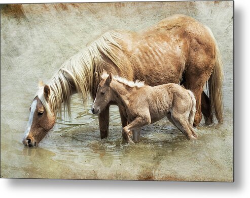 Mare And Foal Metal Print featuring the photograph Safe By Mother's Side - South Steens Mustangs by Belinda Greb