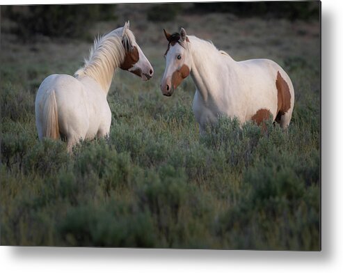 Wild Horses Metal Print featuring the photograph Sagebrush Angels by Mary Hone