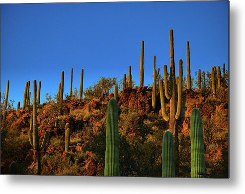 Saguaro Metal Print featuring the photograph Saguaro Cacti Golden Hour by Chance Kafka
