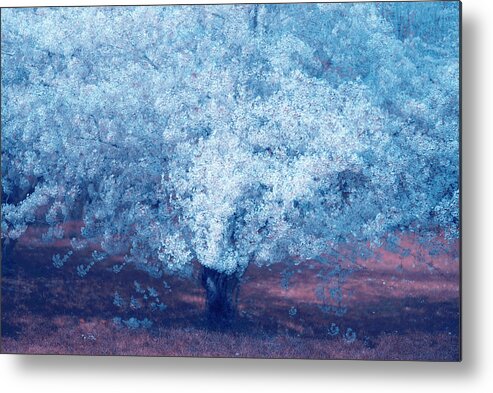  Metal Print featuring the photograph Sakura Bloom in Moonlight by Jenny Rainbow