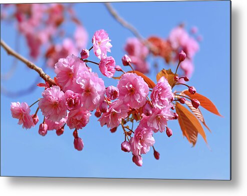 Pink Blossom Metal Print featuring the photograph Sakura in a blue sky by Maria Meester