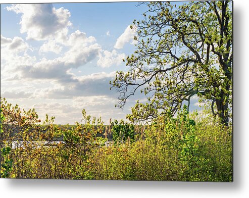 Hickory Tree Metal Print featuring the photograph Saltmarsh and Hickory Tree in Spring by Marianne Campolongo