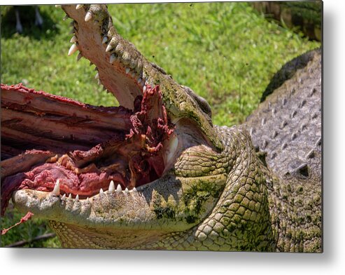 Saltwater Metal Print featuring the photograph Saltwater Crocodile Eating by Carolyn Hutchins