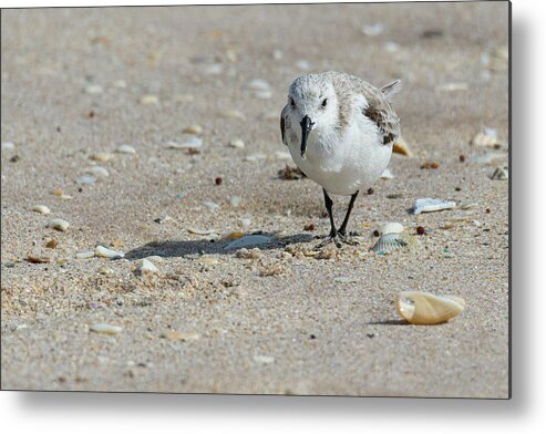 Brevard County Metal Print featuring the photograph Sanderling Pause From Foraging by Dawn Currie