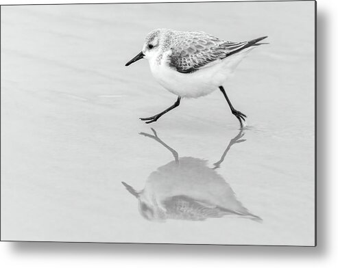 Calidris Alba Metal Print featuring the photograph Sanderling Scurry by Dawn Currie