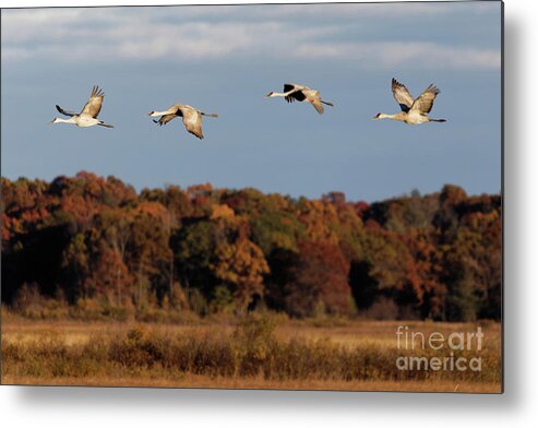 Sandhill Crane Metal Print featuring the photograph Sandhill Crane Flight with Autumn Colors in Crex Meadows by Natural Focal Point Photography