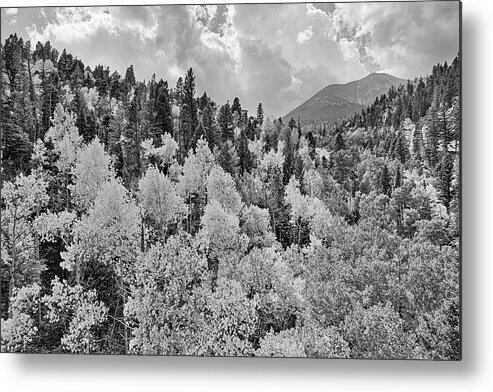 Aspen Trees Metal Print featuring the photograph Sangre De Cristo White by JC Findley
