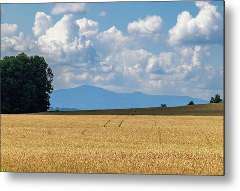 2022 Metal Print featuring the photograph SC Upstate Grain Field by Charles Hite