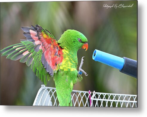 Scaly Breasted Lorikeet Metal Print featuring the digital art Scaly breasted lorikeet 57 by Kevin Chippindall
