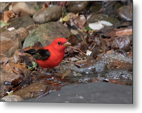 Scarlet Tanager Metal Print featuring the photograph Scarlet Tanager Male by Cascade Colors