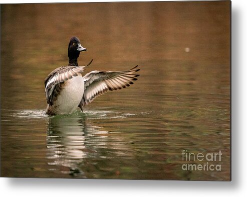 Scaup Metal Print featuring the photograph Scaup in the Water I by Alyssa Tumale
