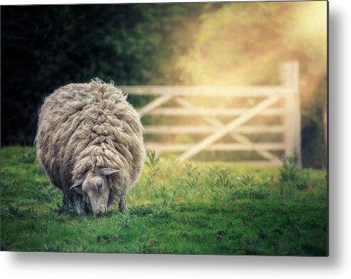 Sheep Metal Print featuring the photograph The Fluffy Sheep by Joana Kruse