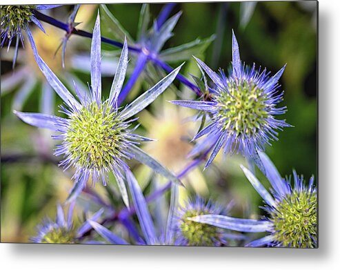 Eryngium Metal Print featuring the photograph Sea Holly by Steven Nelson