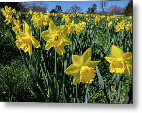 Spring Metal Print featuring the photograph Sea of Daffodils by Kevin Suttlehan