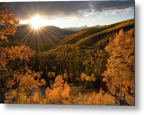 Aspen Metal Print featuring the photograph Sea of Gold by Aaron Spong
