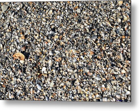 Seashells Metal Print featuring the photograph Sea Shells Under My Feet by Roberta Byram