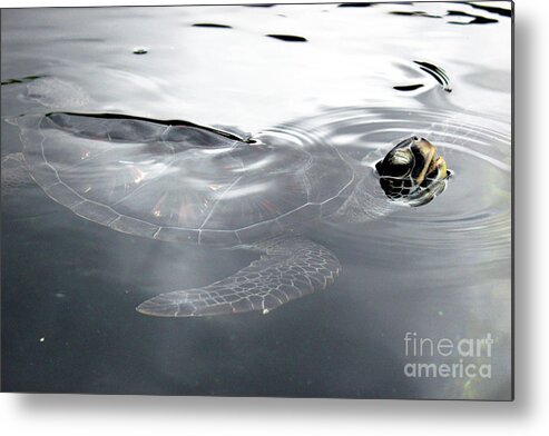 Maui Metal Print featuring the photograph Sea Turtle by Wilko van de Kamp Fine Photo Art