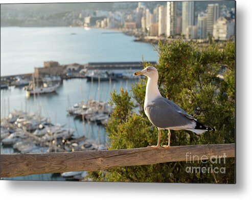 Seagull Metal Print featuring the photograph Seagull looking at the marina in Calpe and the Mediterranean Sea by Adriana Mueller