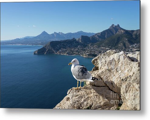 Seagull Metal Print featuring the photograph Seagull watches the Mediterranean Sea in Spain by Adriana Mueller