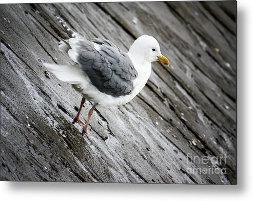 Vancouver Metal Print featuring the photograph Seagull by Wilko van de Kamp Fine Photo Art