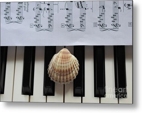 Music Metal Print featuring the photograph Seashell Dream On The Piano 2 by Leonida Arte