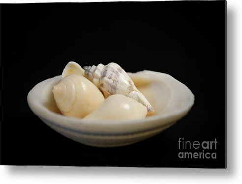 Seashells Metal Print featuring the photograph Seashells by Shirley Dutchkowski