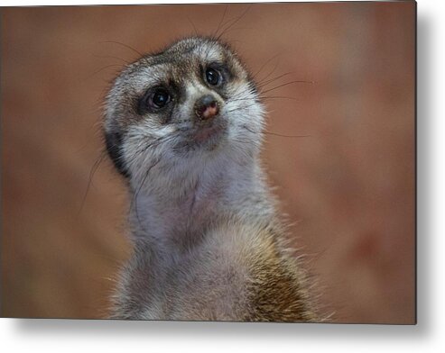 Meerkat Metal Print featuring the photograph See Me by Linda Howes