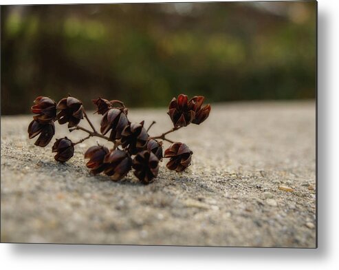 Seeds Metal Print featuring the photograph Seed Pods by Karen Harrison Brown