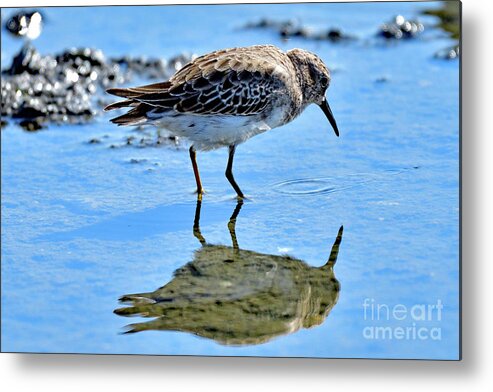 Semipalmated Sandpiper Metal Print featuring the photograph Semipalmated sandpiper by Amazing Action Photo Video