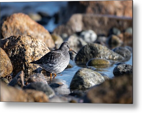 Bird Metal Print featuring the photograph Setting my Sights on a Sandpiper by Linda Bonaccorsi