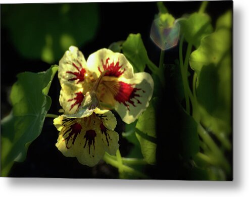 Plant Metal Print featuring the photograph Shades And Shadows by Buddy Scott