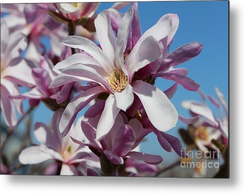 Loebner Magnolia Metal Print featuring the photograph Shades of Pink Magnolia by Carol Groenen