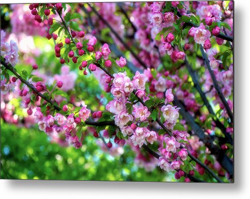 Flowers Metal Print featuring the photograph Shades of Pink by Philippe Sainte-Laudy