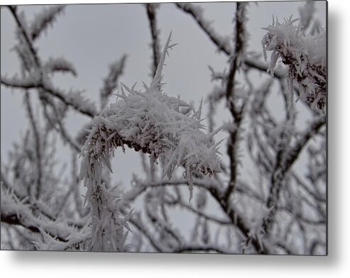 Winter Metal Print featuring the photograph Shards Of Rime Ice by Dale Kauzlaric