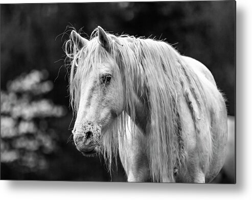 Black And White Metal Print featuring the photograph Shawnee Mare and Dogwoods by Holly Ross