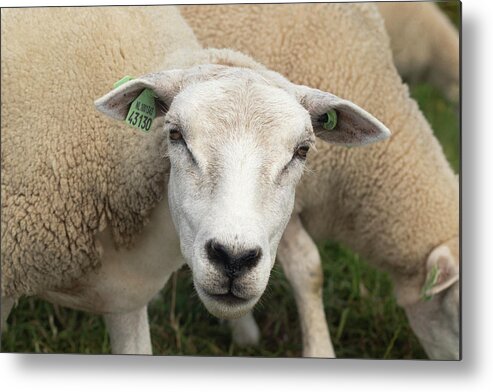 Sheep Metal Print featuring the photograph Sheep by MPhotographer