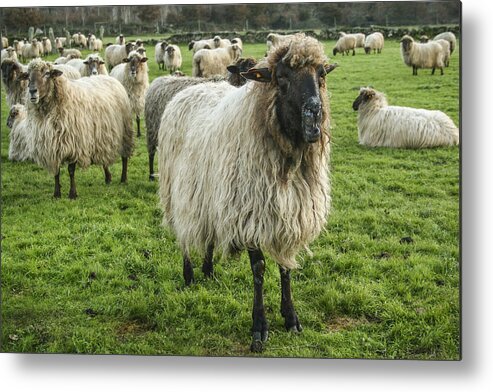 Agricultural Activity Metal Print featuring the photograph Sheeps by Brais Seara