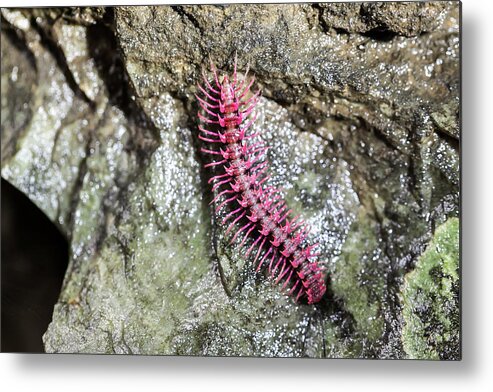 Tropical Rainforest Metal Print featuring the photograph Shocking pink millipede (Desmocytes purpurosea), by Yokeetod