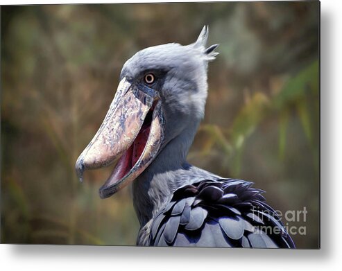 Shoe-billed Stork Metal Print featuring the photograph ShoeBill bird by Savannah Gibbs