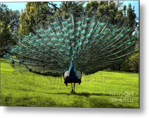 Peacock Metal Print featuring the photograph Showing Off by Paolo Signorini
