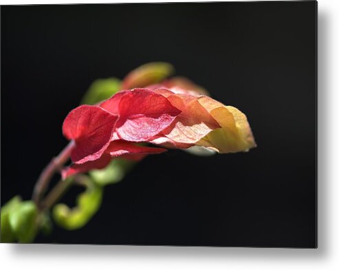 Evergreen Metal Print featuring the photograph Shrimp Plant by Joy Watson