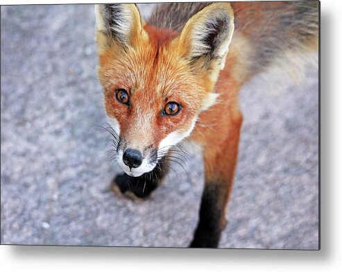 Fox Metal Print featuring the photograph Shy Red Fox by Debbie Oppermann