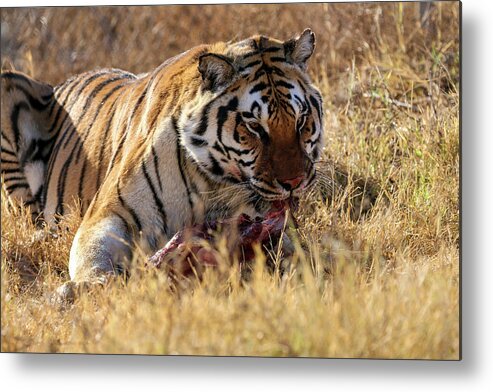 Arizona Metal Print featuring the photograph Siberian Tiger Eating by Dawn Richards