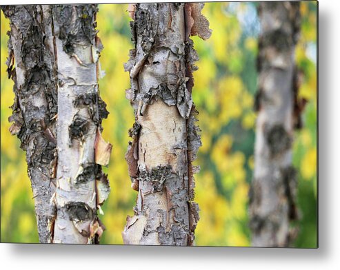 Fall Metal Print featuring the photograph Signs of Fall by Mary Anne Delgado