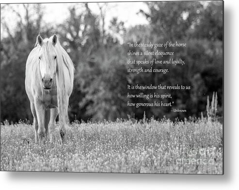 White Horse Metal Print featuring the photograph Silent Eloquence by Holly Ross