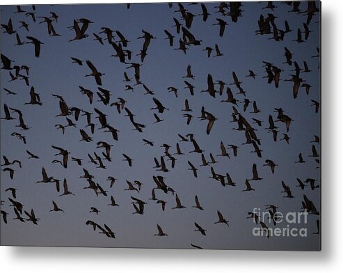 Silhouette Sandhills Metal Print featuring the photograph Silhouetted Sandhills by Paula Guttilla