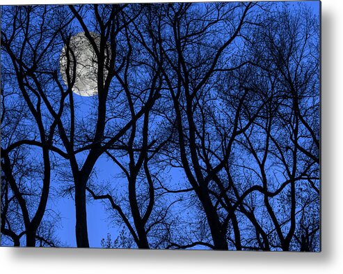 Poplar Metal Print featuring the photograph Silhouetted Trees at Full Moon by Arterra Picture Library
