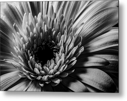 Gerber Metal Print featuring the photograph Silverlight by Bj S