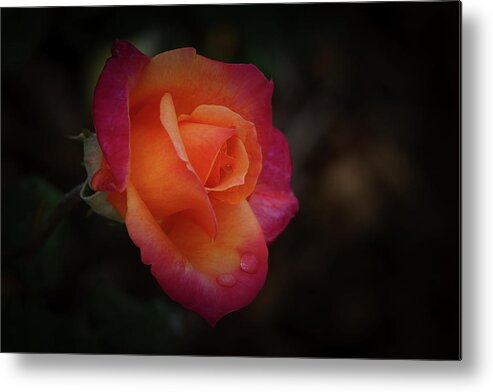 Rose Metal Print featuring the photograph Simple Beauty by Ernest Echols